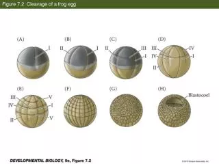 Figure 7.2 Cleavage of a frog egg