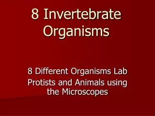 8 Invertebrate Organisms