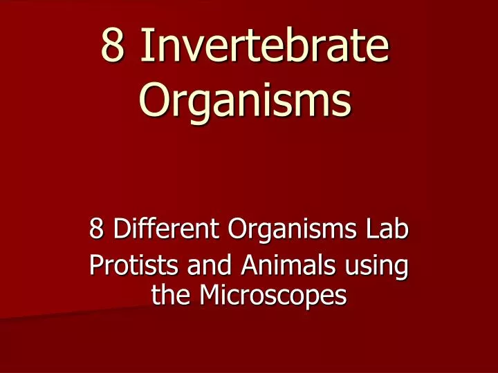 8 invertebrate organisms