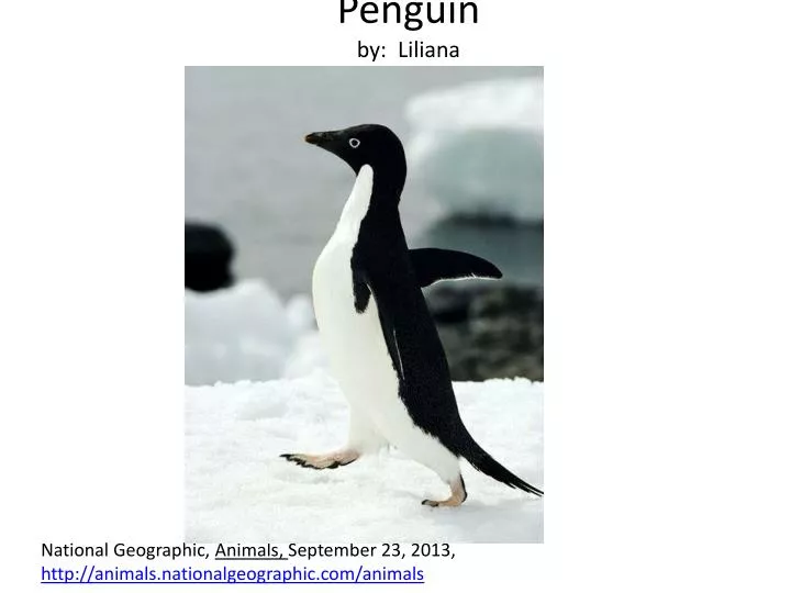 penguin by liliana