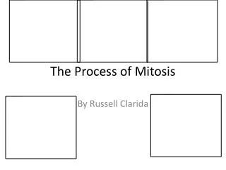 The Process of Mitosis