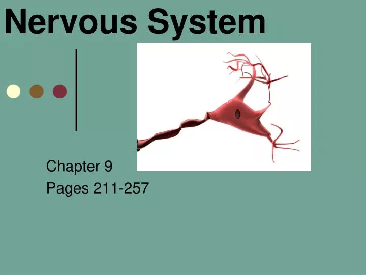 nervous system