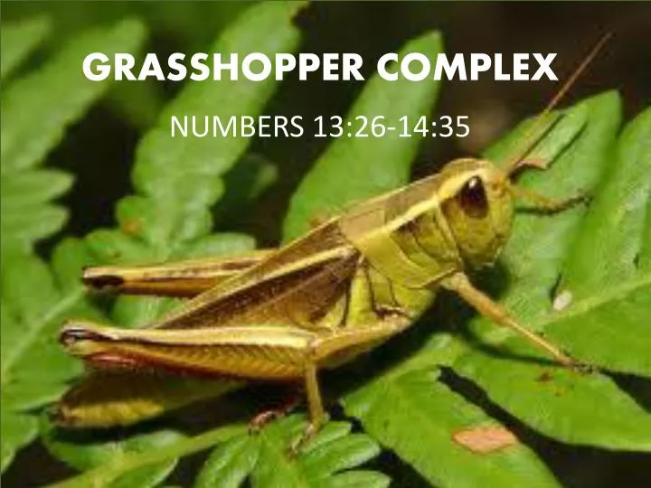 grasshopper complex