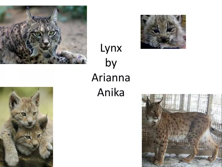 lynx by arianna anika