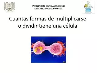 cuantas formas de multiplicarse o dividir tiene una c lula