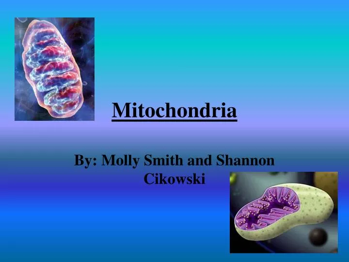 mitochondria