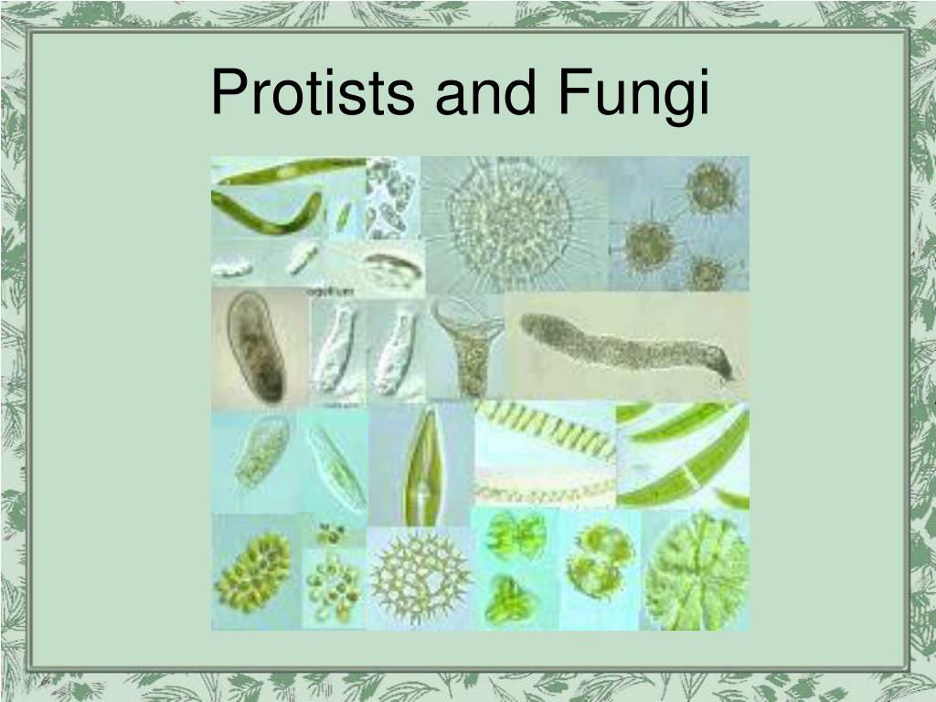 PPT - Protists and Fungi PowerPoint Presentation, free download - ID ...