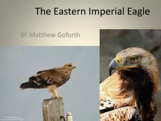 The Eastern Imperial Eagle