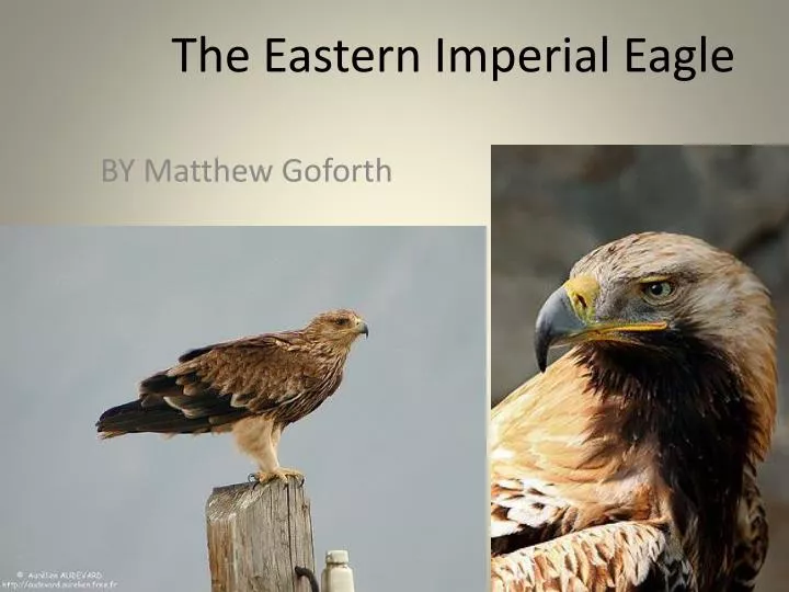 the eastern imperial eagle