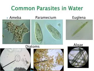 Common Parasites in Water