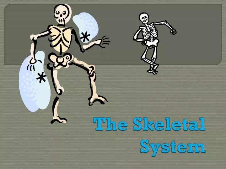 the skeletal system