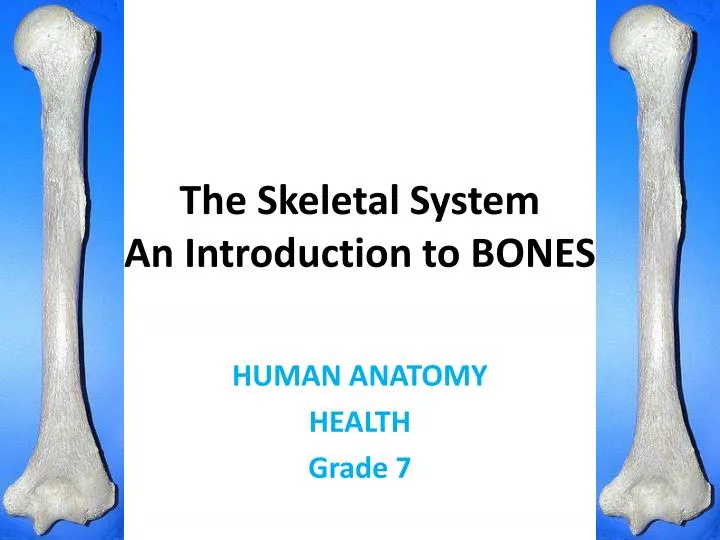 the skeletal system an introduction to bones