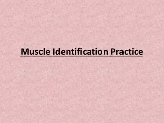 muscle identification practice