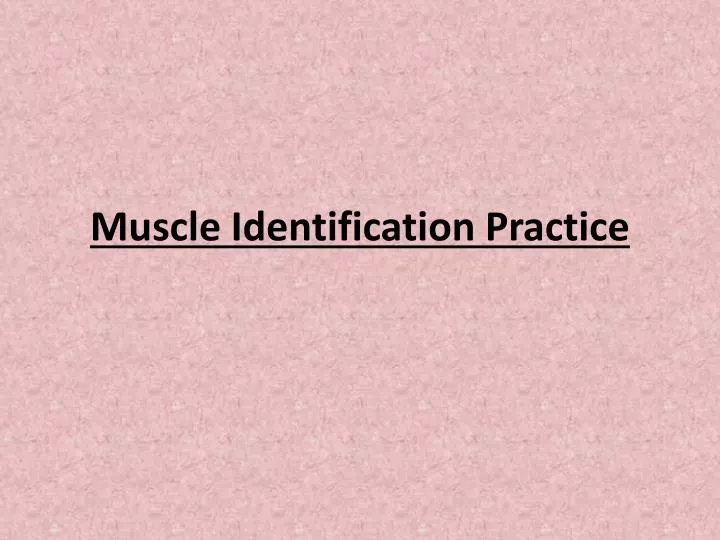 muscle identification practice