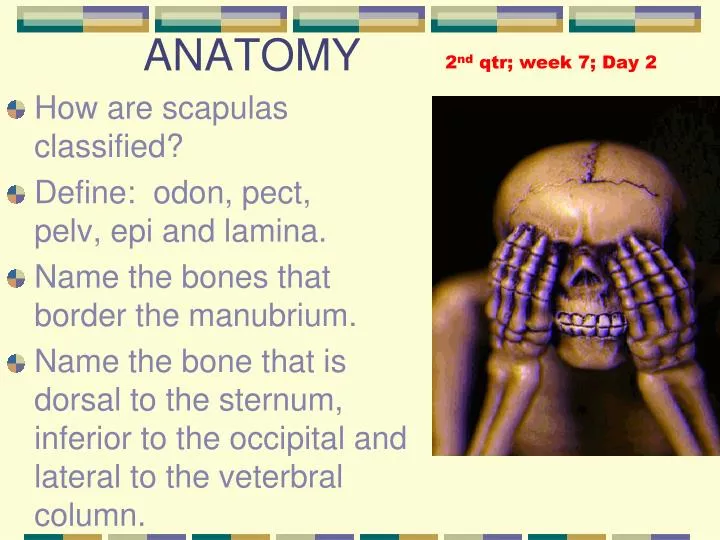 anatomy