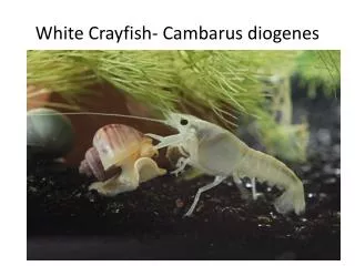 White Crayfish- Cambarus diogenes