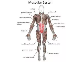 Muscular System