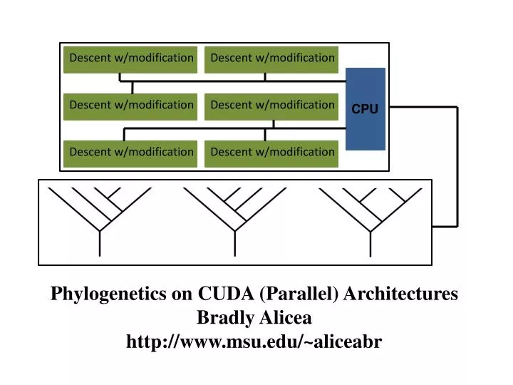 phylogenetics on cuda parallel architectures bradly alicea http www msu edu aliceabr
