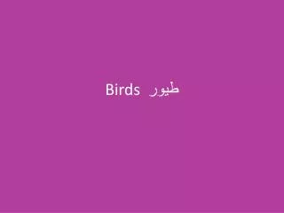 birds
