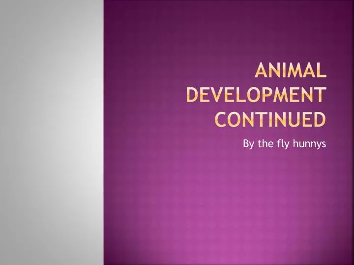 animal development continued