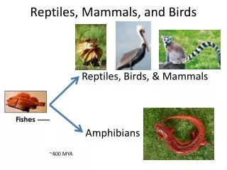 Reptiles, Mammals, and Birds