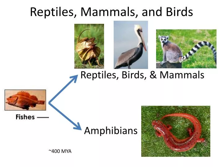 reptiles mammals and birds