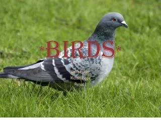 * Birds *