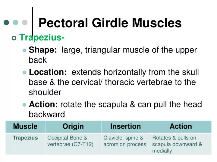 pectoral girdle muscles