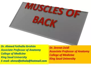 MUSCLES OF BACK