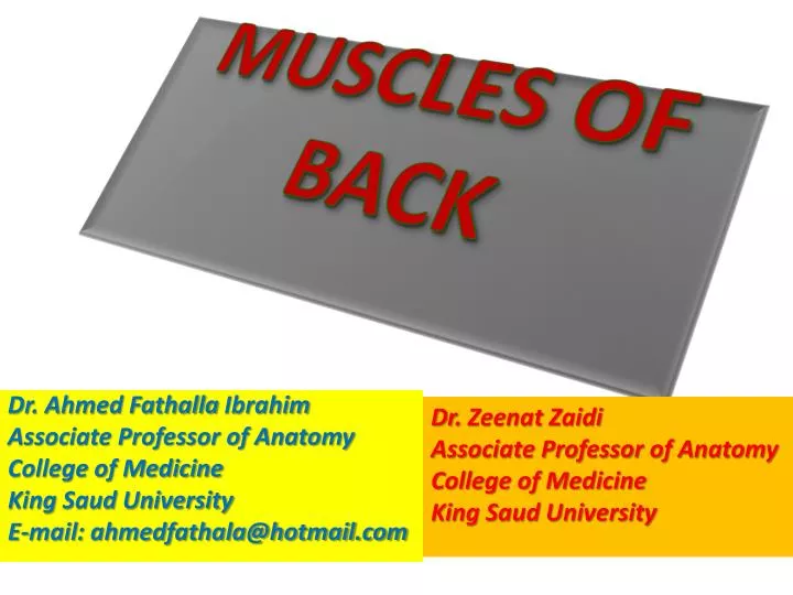 muscles of back