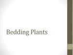 Bedding Plants - slide 1