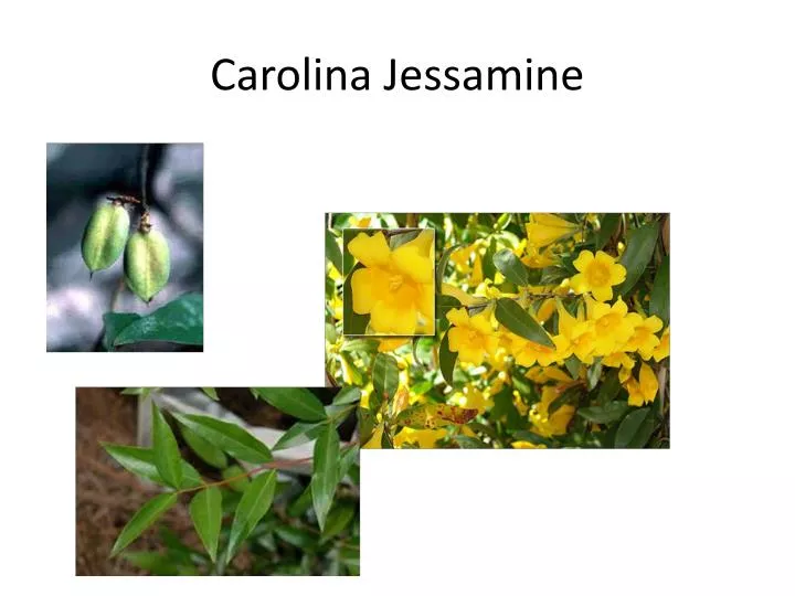 carolina jessamine