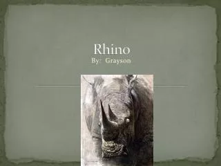 Rhino