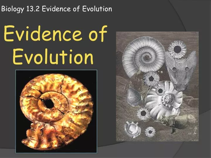biology 13 2 evidence of evolution