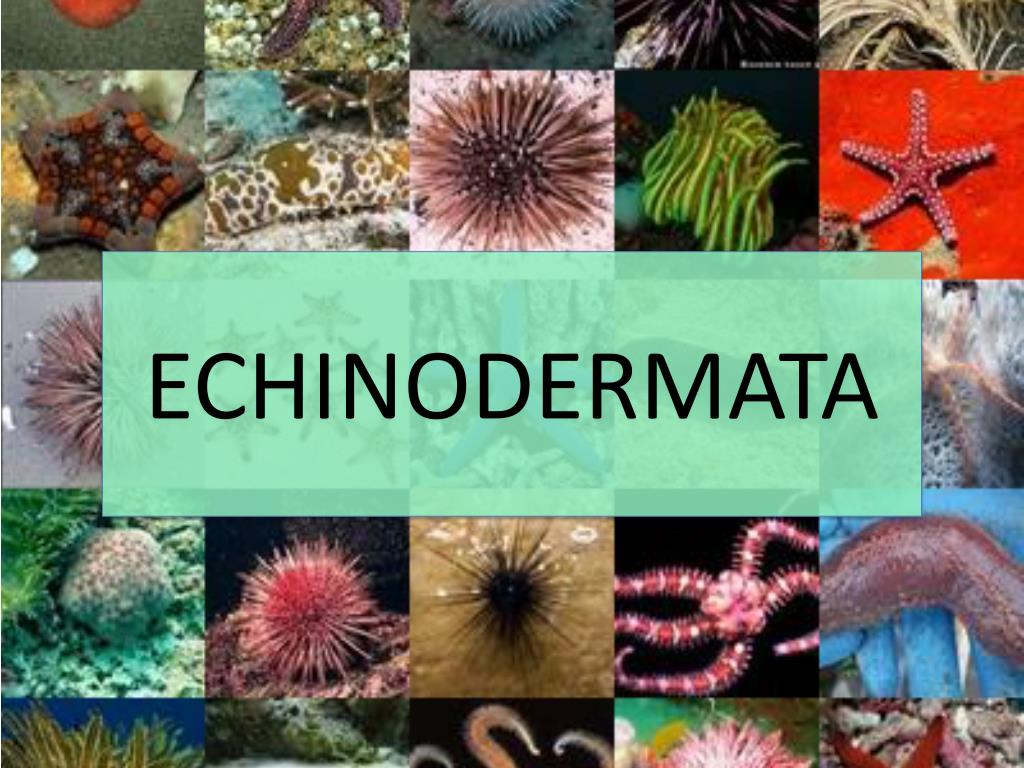 PPT - ECHINODERMATA PowerPoint Presentation, free download - ID:2370804