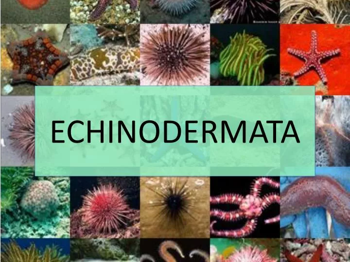 echinodermata