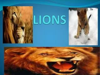 LIONS