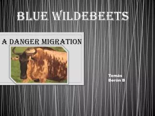 Blue wildebeets