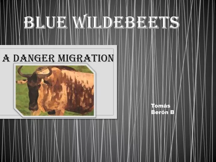blue wildebeets