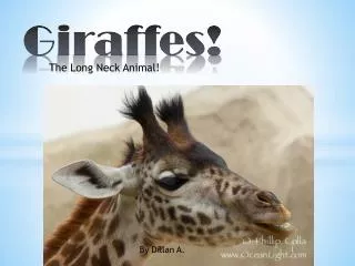 Giraffes!