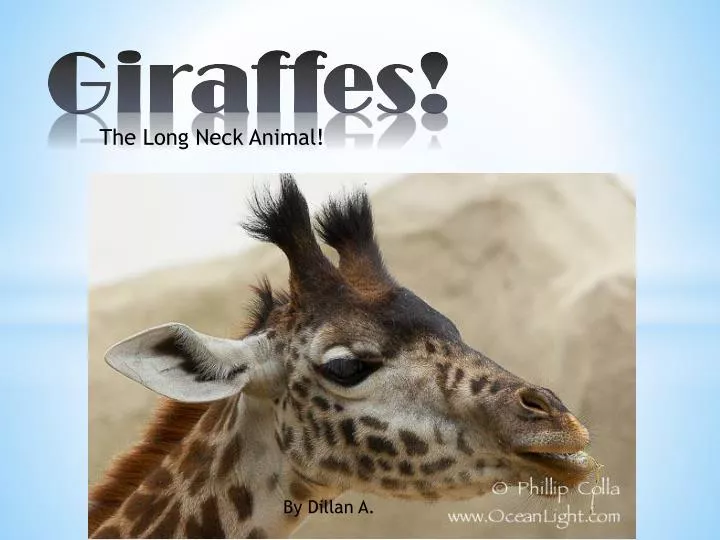 Giraffe is the tallest animal in the world. It has long legs and neck.  neck. Its long neck helps in 