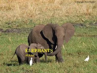ELEPHANTS