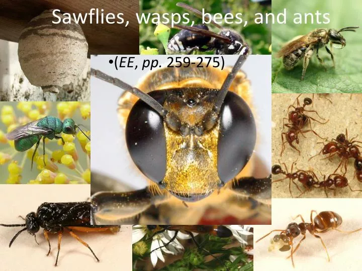 sawflies wasps bees and ants