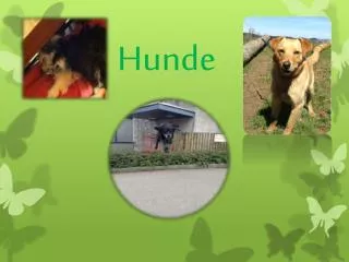 hunde
