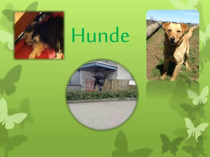 hunde