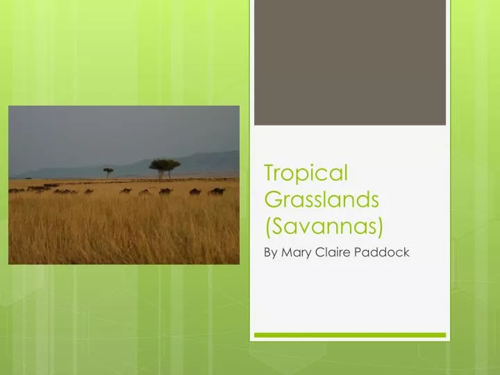 tropical grasslands savannas