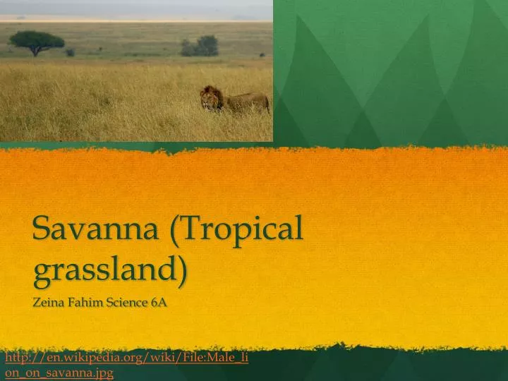 tropical grassland biome animals and plants