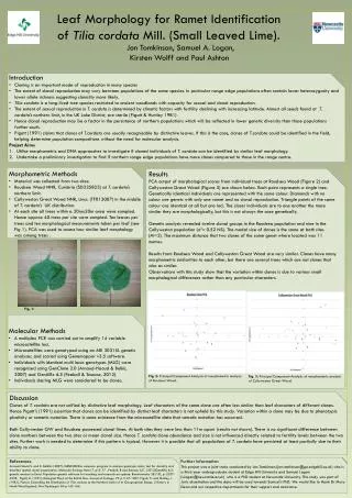 Leaf Morphology for Ramet Identification of Tilia cordata Mill . (Small Leaved Lime ).