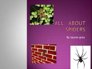 all about spiders