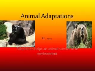 Animal Adaptations